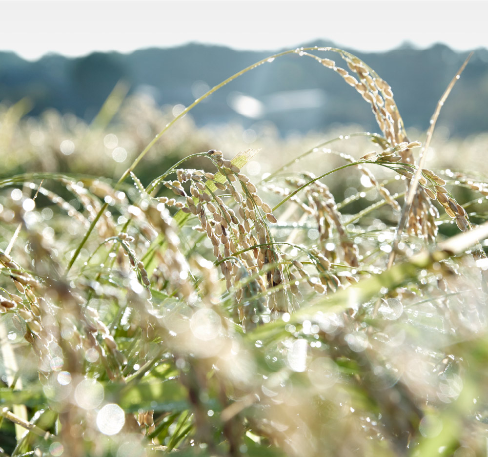 長谷川栄雅 日本酒 sake